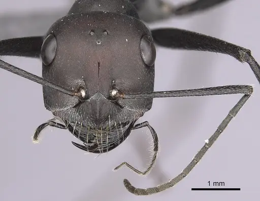 Cataglyphis holgerseni specimen