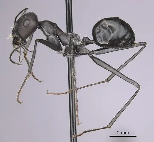 Cataglyphis holgerseni specimen