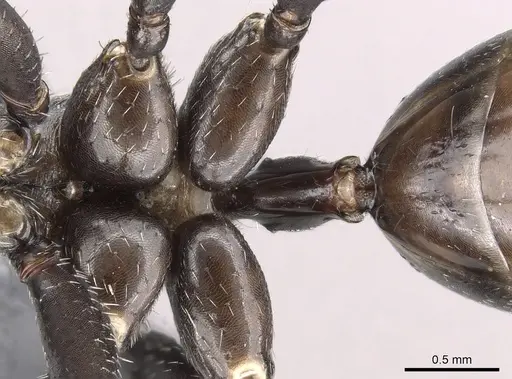 Cataglyphis holgerseni - CASENT0317385