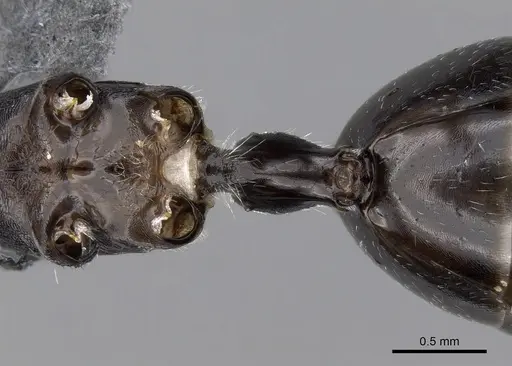 Cataglyphis holgerseni - CASENT0317386