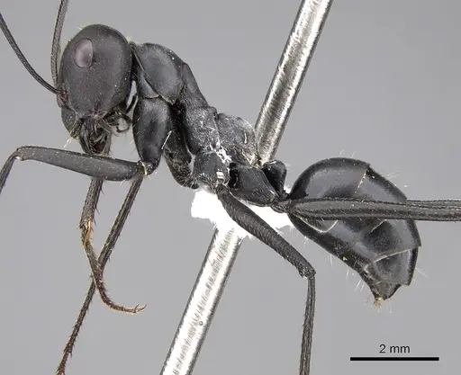 Cataglyphis holgerseni - CASENT0906535