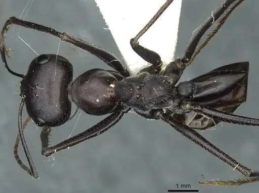 Cataglyphis holgerseni - CASENT0912232