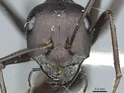 Cataglyphis holgerseni - CASENT0912232