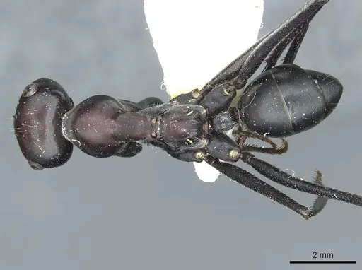 Cataglyphis holgerseni - CASENT0912233