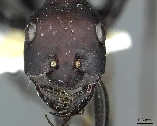 Cataglyphis holgerseni - CASENT0912233