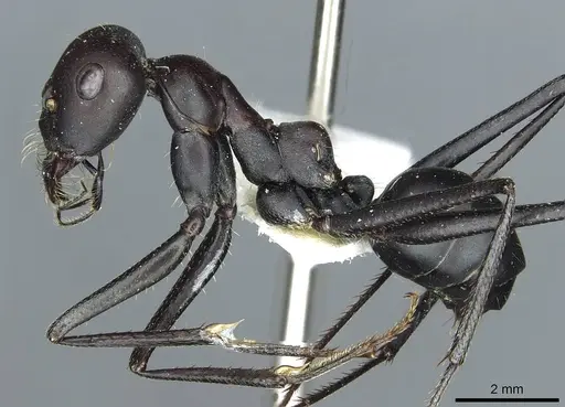 Cataglyphis holgerseni - CASENT0912233