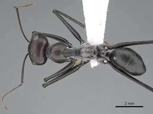 Cataglyphis holgerseni - CASENT0922272