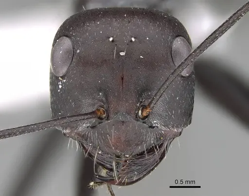 Cataglyphis holgerseni - CASENT0922272