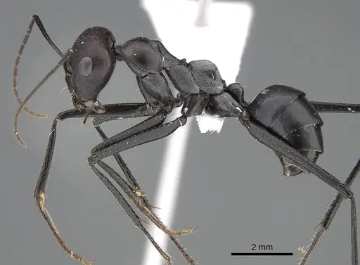 Cataglyphis holgerseni - CASENT0922272