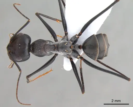 Cataglyphis isis specimen