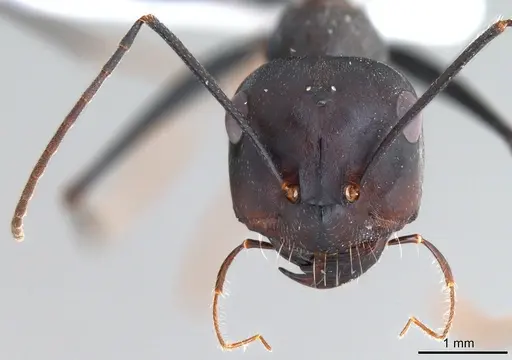 Cataglyphis isis specimen