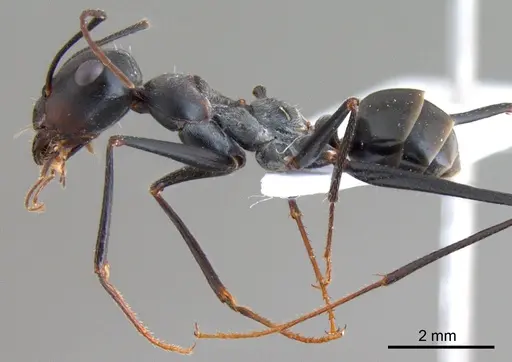 Cataglyphis isis specimen