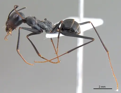 Cataglyphis isis - ANTWEB1008061