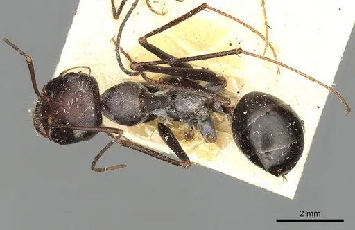 Cataglyphis isis - CASENT0249889