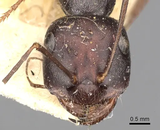 Cataglyphis isis - CASENT0249889