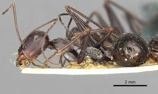 Cataglyphis isis - CASENT0249889