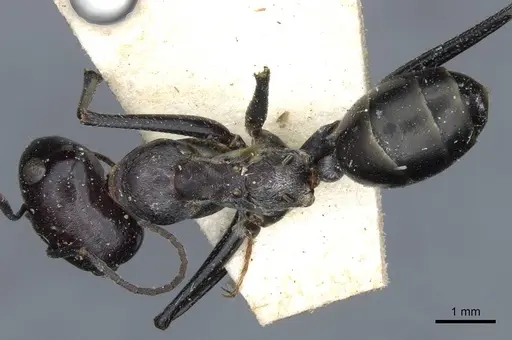 Cataglyphis isis - CASENT0911117