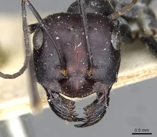 Cataglyphis isis - CASENT0911117