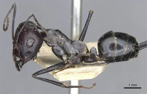 Cataglyphis isis - CASENT0911117