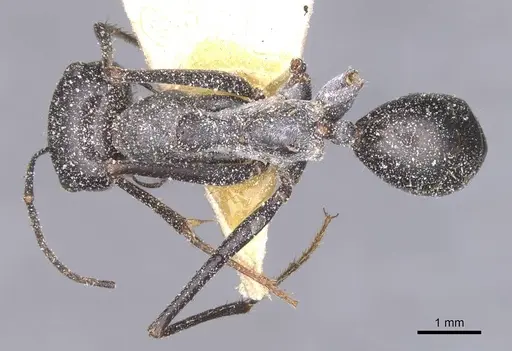 Cataglyphis isis - CASENT0912204