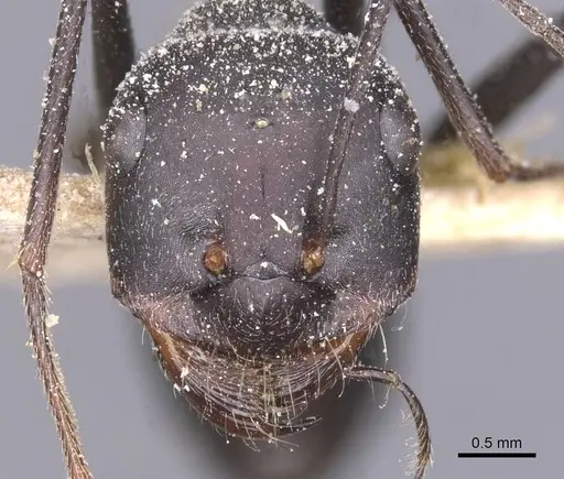 Cataglyphis isis - CASENT0912204