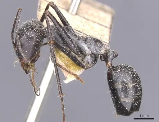 Cataglyphis isis - CASENT0912204