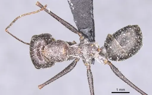 Cataglyphis isis - CASENT0912205