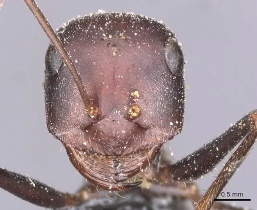 Cataglyphis isis - CASENT0912205