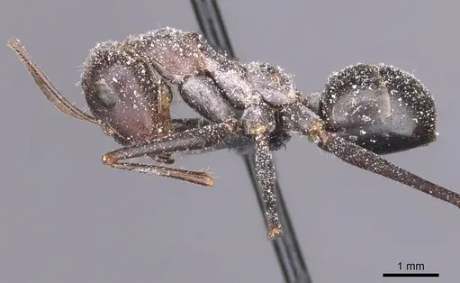 Cataglyphis isis - CASENT0912205