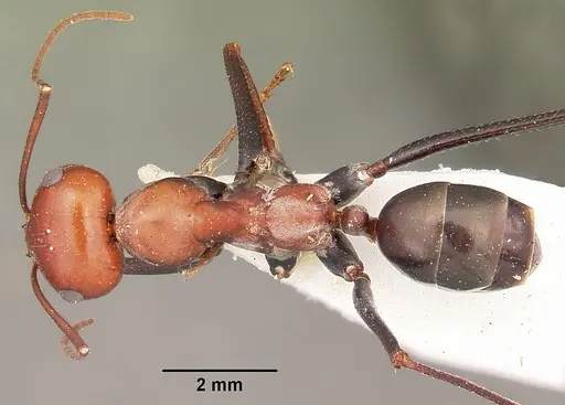 Cataglyphis laevior specimen