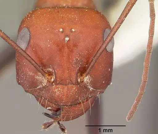 Cataglyphis laevior specimen