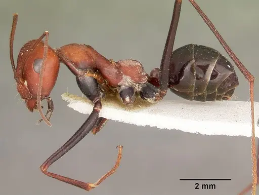 Cataglyphis laevior specimen