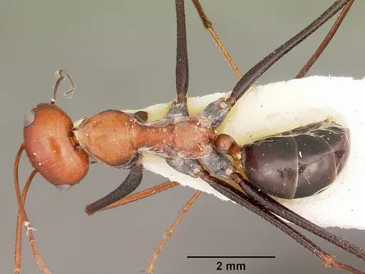 Cataglyphis laevior - CASENT0104616