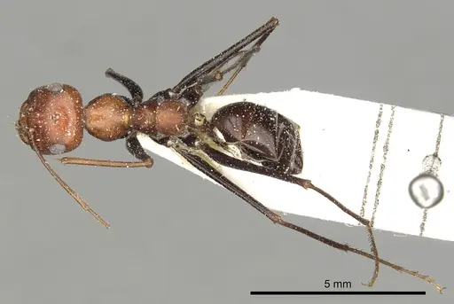 Cataglyphis laevior - CASENT0249841