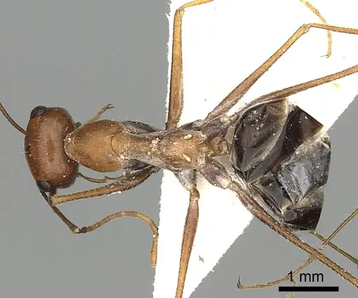 Cataglyphis laevior - CASENT0249842