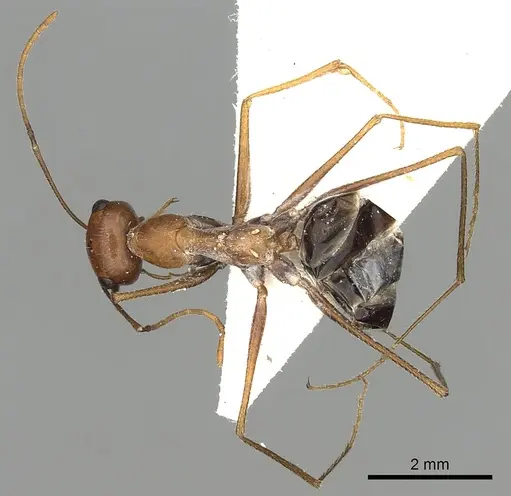 Cataglyphis laevior - CASENT0249842