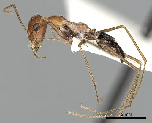 Cataglyphis laevior - CASENT0249842