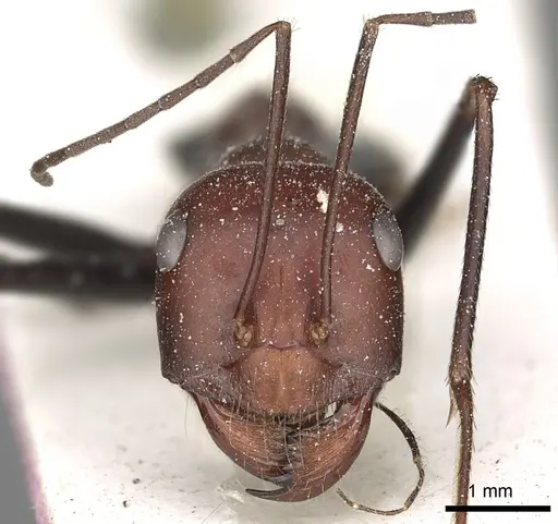 Cataglyphis laevior - CASENT0249843