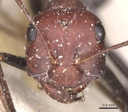 Cataglyphis laevior - CASENT0912206