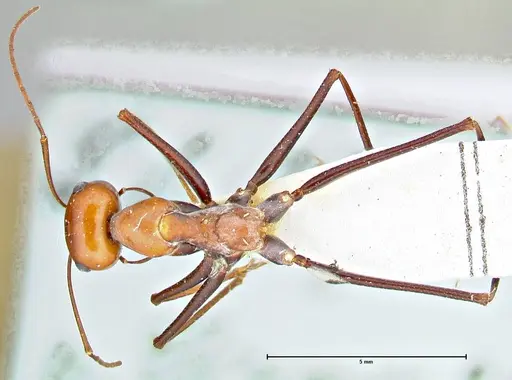 Cataglyphis laevior - FOCOL2752