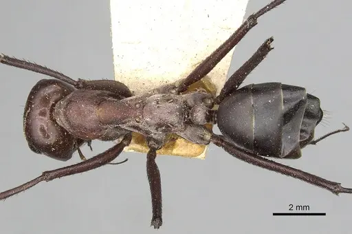 Cataglyphis longipedem specimen