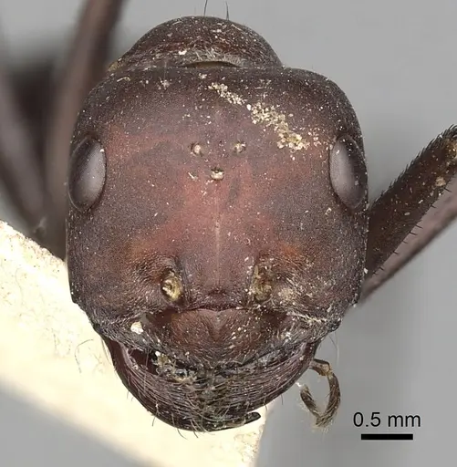 Cataglyphis longipedem specimen