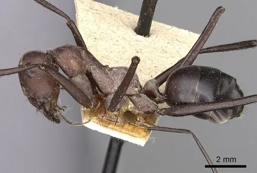 Cataglyphis longipedem specimen