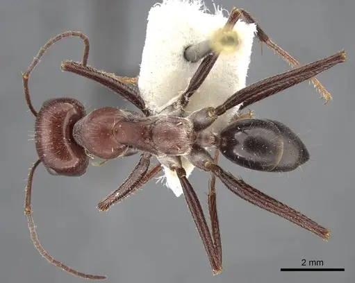 Cataglyphis machmal specimen