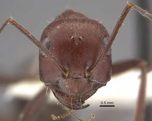 Cataglyphis machmal specimen