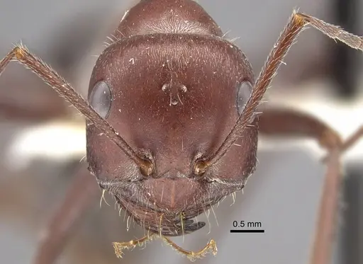Cataglyphis machmal specimen