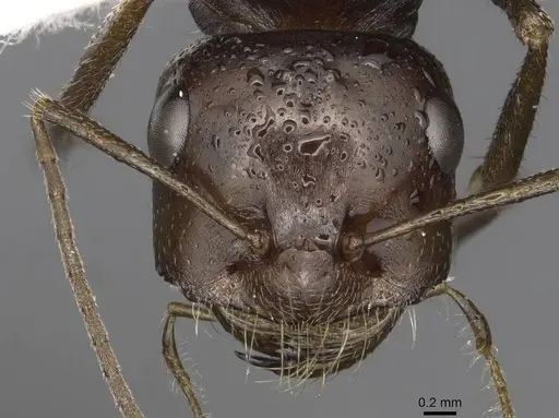 Cataglyphis marroui specimen