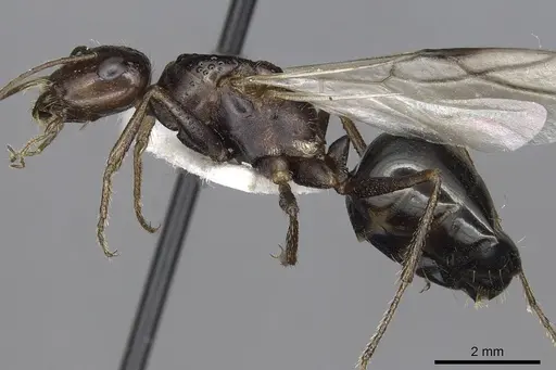 Cataglyphis marroui specimen