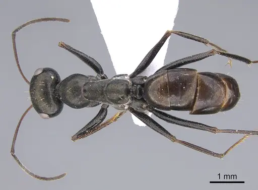 Cataglyphis minos specimen