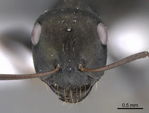 Cataglyphis minos specimen